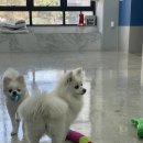 그녀의펫살롱 이미지