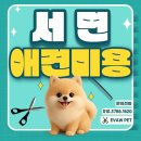 서면펫살롱 | 서면애견미용학원 후기 – 왜 협회 지원을 선택했나?