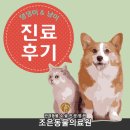 솜뭉치(믹스/11살)의 진료 후기_대구 수성구 조은동물의료원