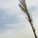 나무와 새 이미지