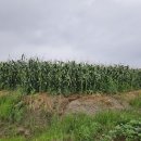 노곡리농장 이미지