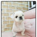 토토페키 이미지