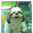 도토리 펫살롱 이미지