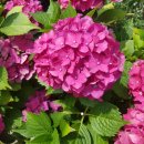 명송농원가든 이미지