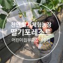 천안 딸기농장체험: 딸기포레스트 어린이집 부모 참여수업 후기