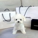 드림독 강아지분양 안심분양센터 잠실점 이미지