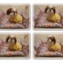 뚱강아지 이미지