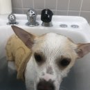 강이네펫샵 이미지