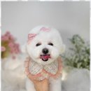 즐거운애견미용실 이미지