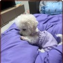 멍벤져스 이미지