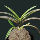 서반농장 이미지