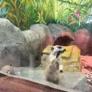 생태체험관 | 구미 아이와 가볼만한 곳 금오랜드 인투더정글 자연생태체험관 내돈내산 후기