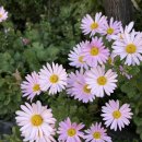 강촌애 | 조선일보 춘천마라톤 10km를 내가 완주했다 이거애요