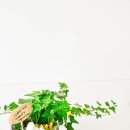 반려식물 원예화분 공예 이미지