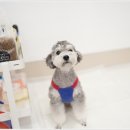 예쁜 애견 미용 이미지