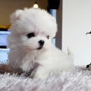 부천-중동-부천-037 | 부천 중동강아지분양, 행복한 가족을 만나는 특별한 순간