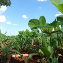 큰덕농장 | 호주워킹홀리데이: 국비지원 해외취업 - 일자리, 비용 고민을 한번에 해결