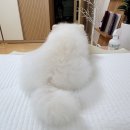 우다다애견 이미지