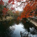 순천-42호 이미지