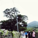 돌담과 초록 이미지