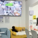 리즈애견미용 이미지