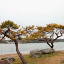 진도하루 이미지