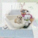 왕성축산 | 영등포강아지무료분양 공짜라서 불안했다? 반전 후기! 무료강아지분양