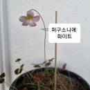 사랑초 퍼구소니에 이미지