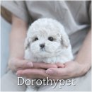 대구강아지분양 도로시펫 이미지
