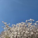 박달나무쉼터 옆 | 서대문 카페폭포 내돈내산 및 홍제폭포광장, 안산 연희숲속쉼터 방문 후기(+2026 서대문 봄빛축제)