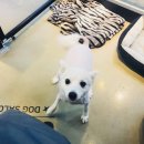 그루머웅 이미지