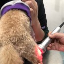 민트동물병원 이미지