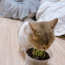 고양이이야기 | 다이소 캣잎 키우기 후기 🌱 고양이 감자가 반한 캣그래스 이야기