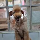 달이네 애견미용실 이미지