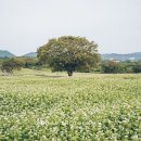 메밀마을 이미지
