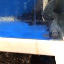 싱싱魚 이미지