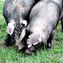 제주흑돼지 이미지