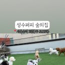 성수퍼피 이미지