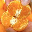 제주 천혜향 제철 - 제주도 기념품 먹거리로 추천하는 내돈내산 찐 천혜향 맛집!