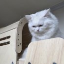 그린캣 | 그린웨일 B7 캣타워 구매 후기