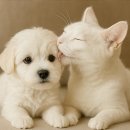 청량리 슬기 동물병원 이미지