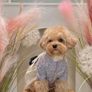 큰사랑동물병원 | 강아지 슬개골 탈구 2기｜울산 이승진동물병원 수술·입원·재활 후기 💉