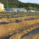 장연농장 이미지