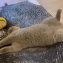 캠핑 고양이 이미지