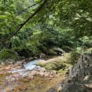 강아지풀 애견 이미지