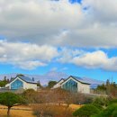 리나농장 | 제주 야크마을 귤따기 체험 두도레스토랑 후기