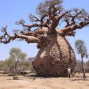 바오밥나무기타 이미지