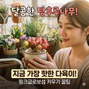 루비탕후루 - 화성시 병점3로 133 | 핑크글로보섬 키우기, 탕후루나무 왜 핫하지