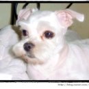 말티네 집 이미지