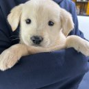 골든래브라도 자견가족찾아요 이미지